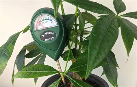 moisture meter level for money tree|money tree bottom watering.